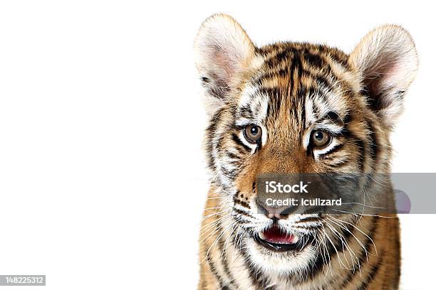 Tygrys Syberyjski Młode - zdjęcia stockowe i więcej obrazów Białe tło - Białe tło, Młode, Neutralne tło