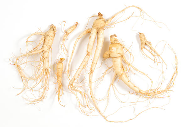 frescos homem de raízes de ginseng - ginseng root herbal medicine panax imagens e fotografias de stock