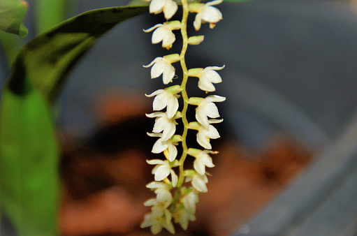In the backyard there is a vase with the small flowers of dendrochilum cobbianum