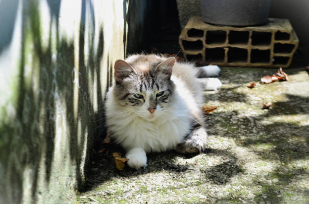 istock A blue-eyed kitten resting in the backyard 1482253710