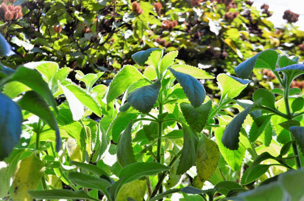 Plectranthus barbatus growing in the backyard Plectranthus barbatus foliage growing in backyard on sunny day plectranthus barbatus stock pictures, royalty-free photos & images