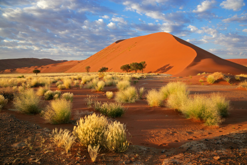 The desert sprawls infinitely, its golden sands complemented by the brilliance of the azure sky.
