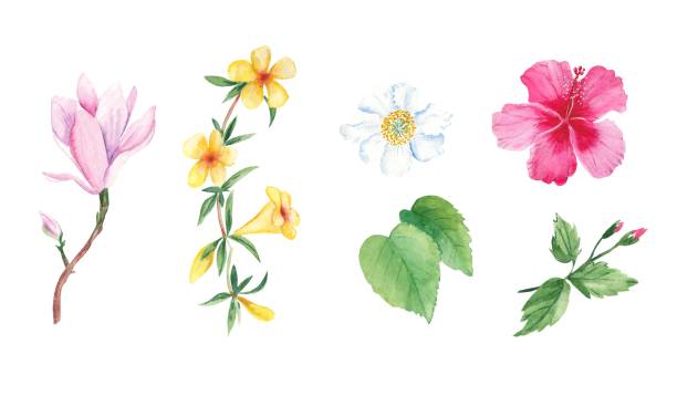 istock Floral watercolor set. Exotic flowers. Hand drawn botanical illustration isolated on white background. Botanical collection. Can be used for stickers, cards, farbic prints, cosmetic packaging design, scrapbooking. 1482255097