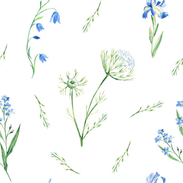 illustrations, cliparts, dessins animés et icônes de motif d’aquarelle sans couture avec jacinthe, myosotis, iris, dentelle queen annes sur fond blanc. peut être utilisé pour les impressions sur tissu, le papier d’emballage cadeau, le textile de cuisine. - wildflower queen annes lace flower weed