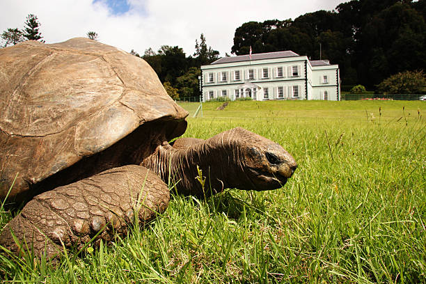 Jonathan giant tortoise at Plantation House Island of St Helena Giant tortoise Jonathan estimated 150 to 200 years old weighing 440 pounds at Plantation House St Helena Island tortoise stock pictures, royalty-free photos & images