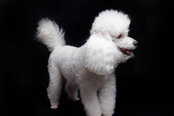 istock Studio shot of a white mini poodle on black background 1482255348