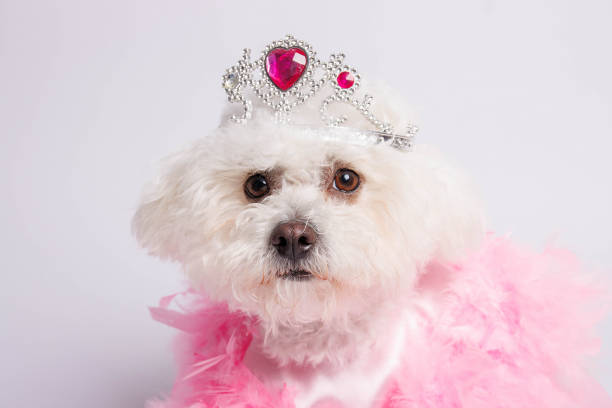 istock White Maltese dog on white background in studio 1482255351