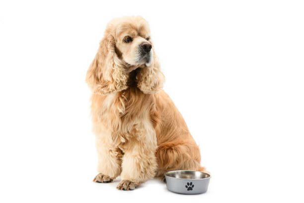 istock American Cocker Spaniel is waiting for food isolated on a white background. 1482256120