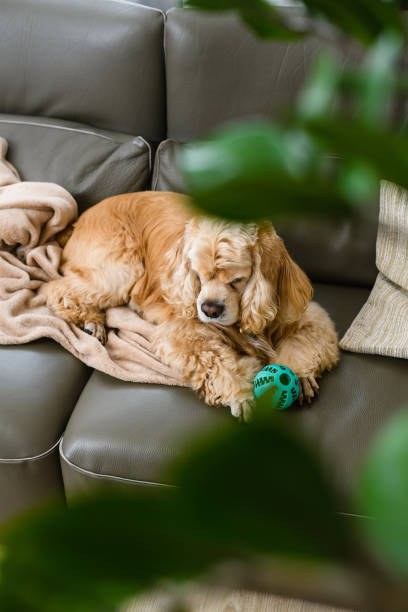 istock An American Cocker Spaniel is lying on an olive sofa with his toy. 1482256145