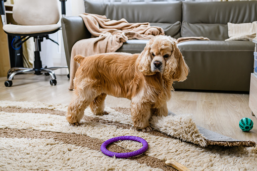An American Cocker Spaniel is playing with his toys in the living room. The dog is mischievous in the house.