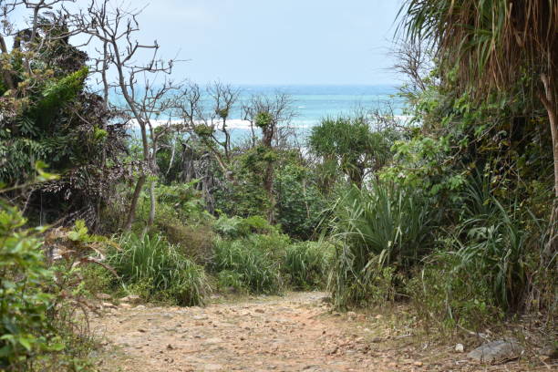 Beach Access Path through Jungle on Con Dao stock photo