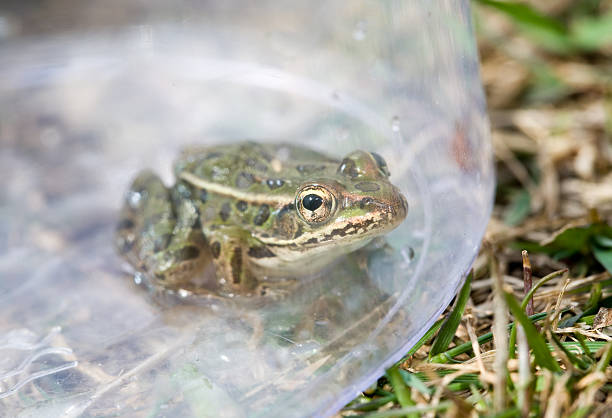 Frog in jar looking out stock photo