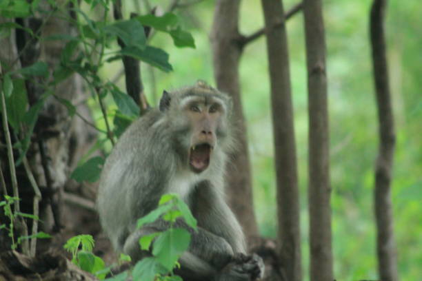 istock Another moment in the jungle 1482258163