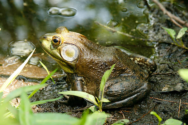 Frog sitting still by puddle of water stock photo