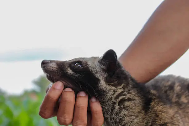 Asian palm civet or musang luwak or musang pandan.