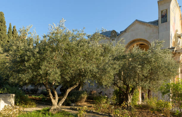 jardin de gethsémani. jardin biblique des oliviers, où jésus a prié - garden of gethsemane photos et images de collection