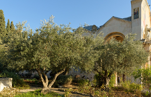 Garden of Gethsemane. Biblical olive Garden, where Jesus prayed. Mount of Olives, Jerusalem, Israel