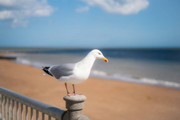 Herring gull standing on a post in front a Ramsgate main sands beach in Thanet, Kent.