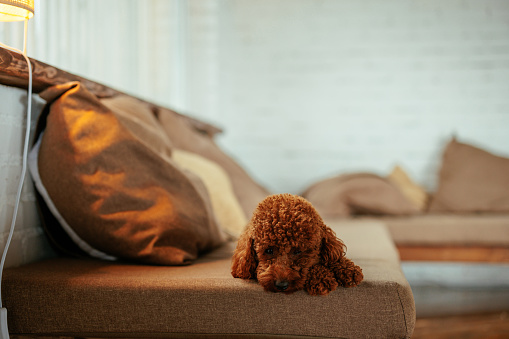 A cute poodle puppy is sleeping on a sofa in the living room