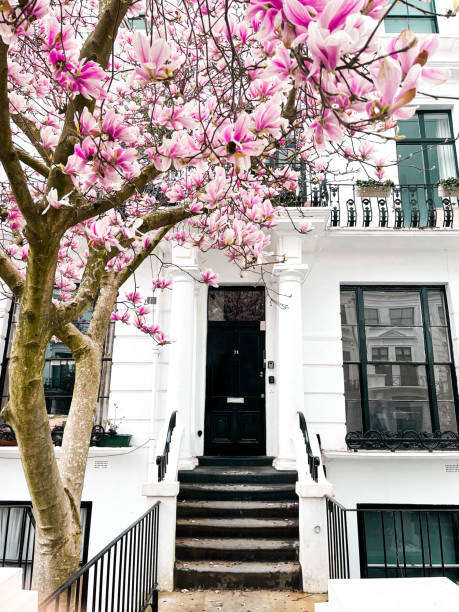 fachada de uma casa em notting hill com portas coloridas e uma magnólia rosa no quintal - apartment row house comfortable house - fotografias e filmes do acervo