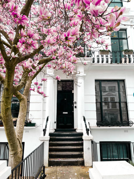 fachada de uma casa em notting hill com portas coloridas e uma magnólia rosa no quintal - apartment row house comfortable house - fotografias e filmes do acervo