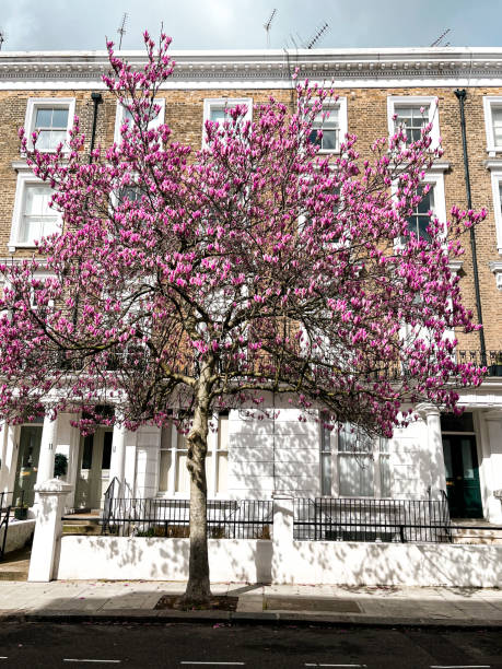notting hill haus in london mit rosa magnolie im hof - apartment row house comfortable house stock-fotos und bilder