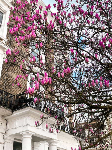 notting hill haus in london mit rosa magnolie im hof - apartment row house comfortable house stock-fotos und bilder