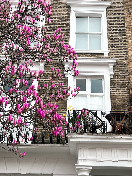 casa de notting hill em londres com magnólia rosa no quintal - apartment row house comfortable house - fotografias e filmes do acervo