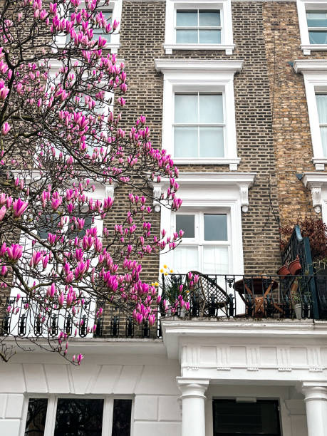 notting hill haus in london mit rosa magnolie im hof - apartment row house comfortable house stock-fotos und bilder