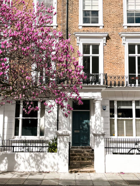 fassade eines hauses in notting hill mit bunten türen und einer rosa magnolie im hof - apartment row house comfortable house stock-fotos und bilder