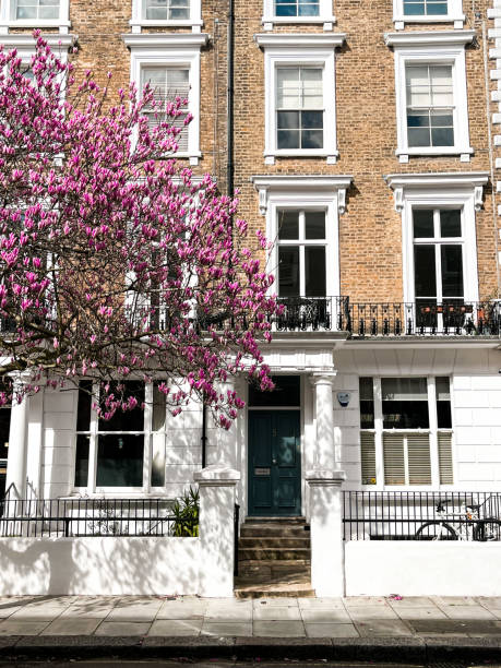 fassade eines hauses in notting hill mit bunten türen und einer rosa magnolie im hof - apartment row house comfortable house stock-fotos und bilder