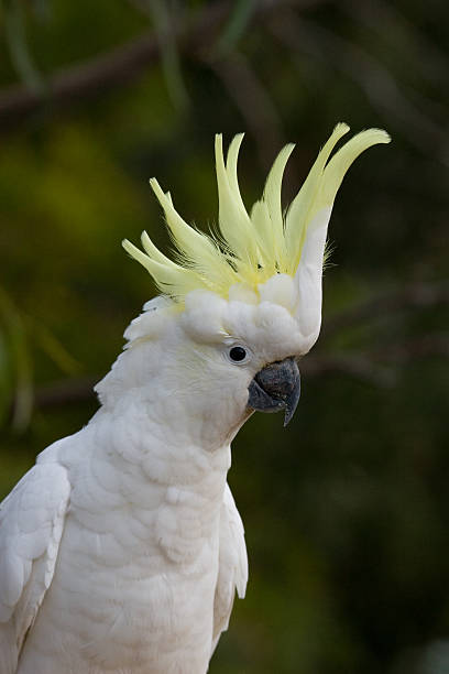 istock Sulphur-crested Cockatoo 148226298