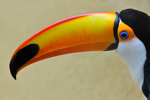 portrait of profile of a toco toucan (Ramphastos toco) with his big beak strange