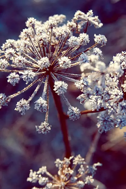 frozen-over hog weed on cold december morning