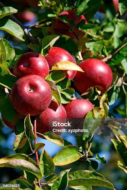 https://media.istockphoto.com/id/148226523/photo/organic-apples-on-tree.jpg?s=612x612&w=is&k=20&c=0Om054Q1q-AkvQqHHabl3ImX8FyV_O94W3VBxCTp2Jo=