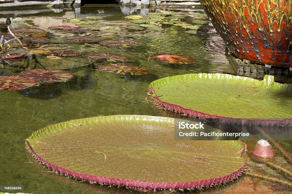 Lily estanque - Foto de stock de Agua libre de derechos