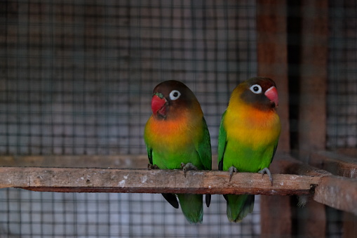 Lovebird in the cage.