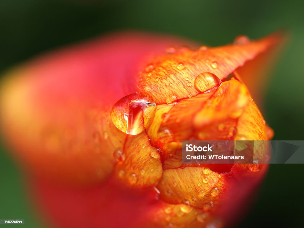 Tulipán con dewdrops - Foto de stock de Agua libre de derechos