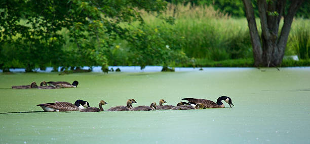 istock Canada Geese Family 148226561