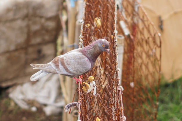 istock A gray pigeon perched on a rusty wire fence 1482265764