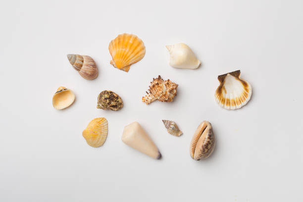 istock Sea shells on white background, top view. Summer concept 1482266411