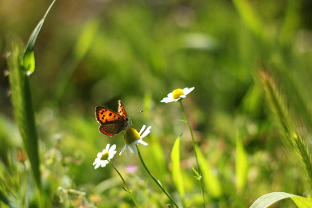 istock Spotted copper butterfly and daisies 1482266713