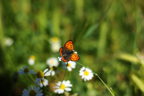 istock Spotted copper butterfly and daisies 1482266717