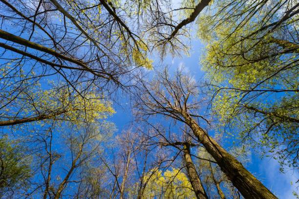 istock Low angle shot of trees under the sunlight and a blue sky in spring 1482267431