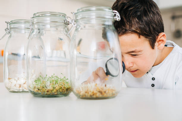 Curious child looking at the seeds in the jar as a homeschooling biology project