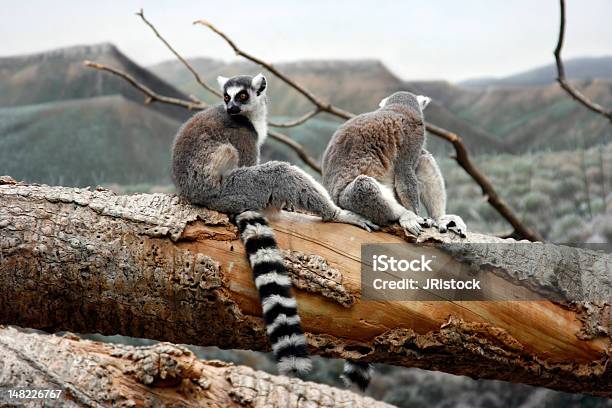 Lémures Da Árvore - Fotografias de stock e mais imagens de Animal - Animal, Animal em via de extinção, Branco