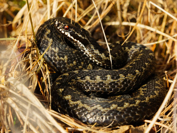 istock Common European adder or common European viper (Vipera berus) basking in early spring. 1482268803