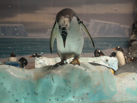 Gentoo penguins at Neko Harbour colony on the Antarctic Peninsula.