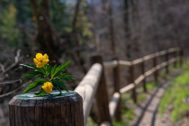 Yellow anemone resting on a fence