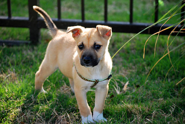 puppy stock photo